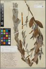 Foto von Salix repens subsp. incubacea (L.) A. Neumann